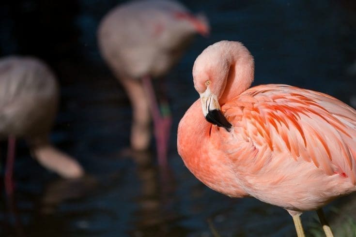 Ausflugsziel Zoo Salzburg Thomas Wimmer 1